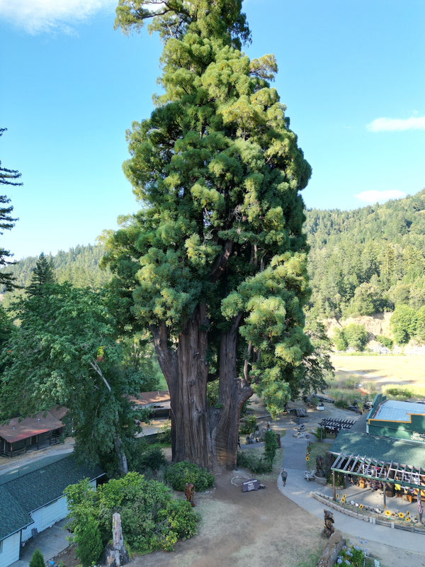 The Grandfather Tree